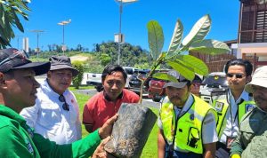 Penanaman tanaman pala sepanjang 500 meter di depan terminal dan halaman Bandara Siboru dari hasil drafting pala Tomandin, pala asli Fakfak. Diharapkan memiliki prospek dan potensi besar, baik dari segi ekonomi maupun budaya. (Dok. Disbun Fakfak)