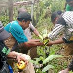 Kasie Pengawasan George Waruma, S.ST bersama staf Dinas Perkebunan melakukan pengawasan terhadap bibit pala Tomandin pasca sertifikasi di penangkaran sikapori. Hal ini dilakukan untuk menjamin mutu dan kelayakan bibit yang telah disertifikasi agar tetap sesuai standar dan kualitas yang ditetapkan(Dok. Disbun Fakfak)