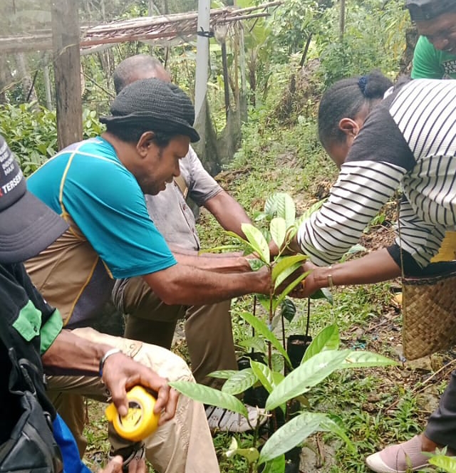 Kasie Pengawasan George Waruma, S.ST bersama staf Dinas Perkebunan melakukan pengawasan terhadap bibit pala Tomandin pasca sertifikasi di penangkaran sikapori. Hal ini dilakukan untuk menjamin mutu dan kelayakan bibit yang telah disertifikasi agar tetap sesuai standar dan kualitas yang ditetapkan(Dok. Disbun Fakfak)