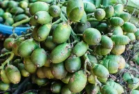 Buah Pinang bukan sekedar buah, buah yang melekat bersama dengan budaya dan tradisi Fakfak.