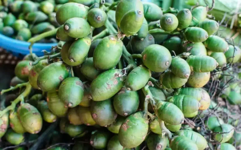 Buah Pinang bukan sekedar buah, buah yang melekat bersama dengan budaya dan tradisi Fakfak.