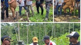 Plt. Kepala Dinas Perkebunan Fakfak Widhi Asmoro Jati, ST., MT., mengunjungi kebun milik Bapak Niko Genuni di Kampung Torea Atas guna memberikan pendampingan terkait teknik penyulaman yang benar.