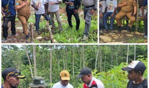 Plt. Kepala Dinas Perkebunan Fakfak Widhi Asmoro Jati, ST., MT., mengunjungi kebun milik Bapak Niko Genuni di Kampung Torea Atas guna memberikan pendampingan terkait teknik penyulaman yang benar.