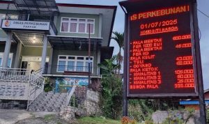 Harga Pala secara real time per 1 Juli 2025.