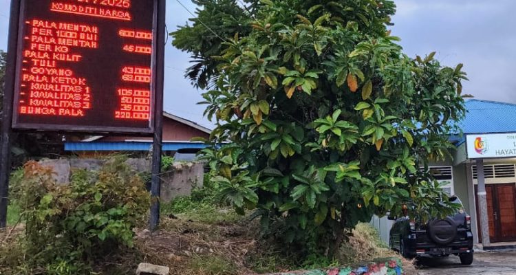 Pantauan Informasi Harga Komoditi Pala secara Real Time Per 1 Juli 2025.