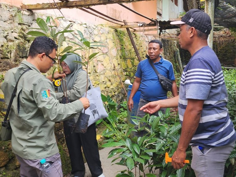 Balai Besar Perbenihan dan Proteksi Tanaman Perkebunan (BBPPTP) Ambon sertifikasi benih Pala Tomandin Fakfak.