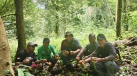 Foto. Plt. Kepala Dinas Perkebunan Fakfak Widhi Asmoro Jati, ST., MT., bersama Kelompok Keluarga Samai di Kampung Sekru Tuare saat panen pala bersama dilakukan di lahan seluas 4 hektare. 