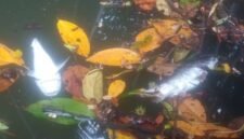 ikan ditemukan mati mengapung di Sungai Klafdalim dan Klasoh, Distrik Moi Sigin Kabupaten Sorong (foto: jubi)