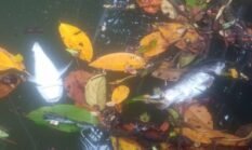 Ratusan Ikan Ditemukan Mati di Sungai Klafdalim–Klasoh, Warga Moi Sigin Desak Pemerintah Periksa Sungai