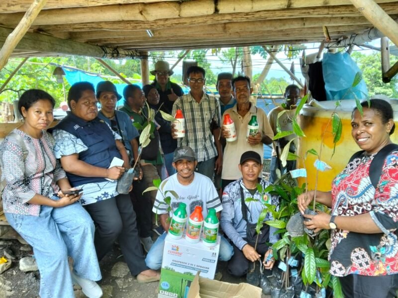 Dinas Perkebunan menyalurkan bibit pala Melalui program GERTAK didistribusikan langsung ke kebun milik kelompok tani.