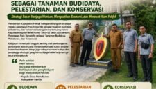 Keputusan Bupati Fakfak Nomor 500.8–25 Tahun 2026 tentang Penetapan Pala Tomandin sebagai Tanaman Budidaya, Pelestarian, dan Konservasi.