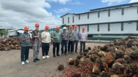 Observasi yang dilakukan Investor melalui PT. STM Agro Energi dan tim teknis dari ST International Corp dalam rencana pengembangan perkebunan kelapa sawit di kawasan Bomberay–Tomage.