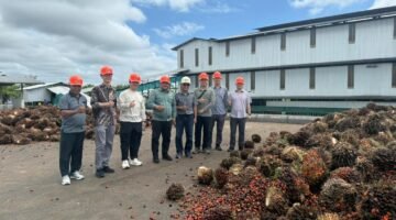 Observasi yang dilakukan Investor melalui PT. STM Agro Energi dan tim teknis dari ST International Corp dalam rencana pengembangan perkebunan kelapa sawit di kawasan Bomberay–Tomage.